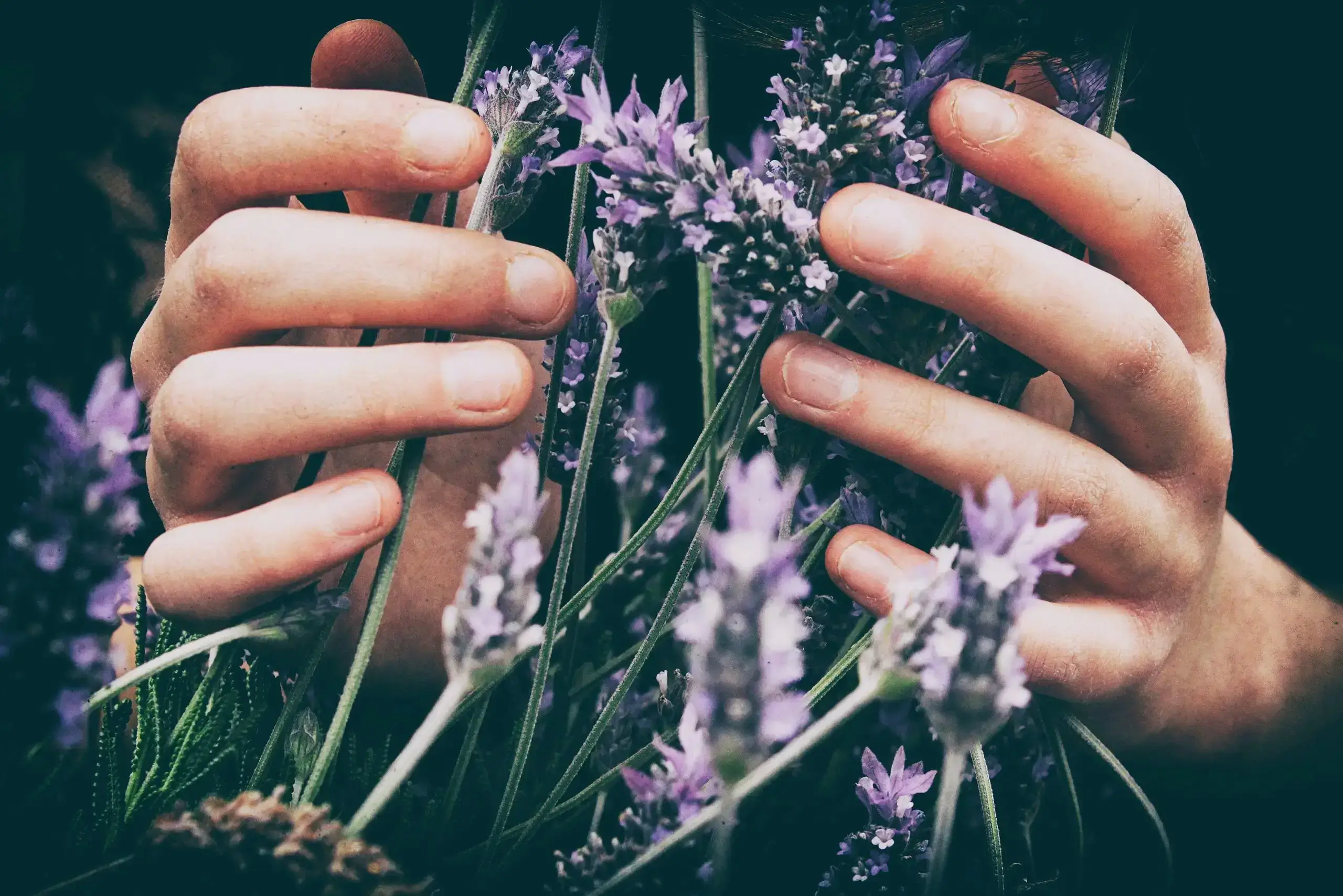 Hands gently cradling lavender blooms